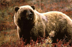 Armenian flora, fauna